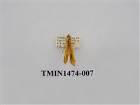 藏品(尺蠖蛾科)的圖片